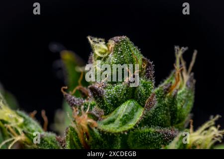 Makroansicht für die Farbe frische Blüte der potenten schönen Marihuana-Blume aus dem Gewächshaus Stockfoto