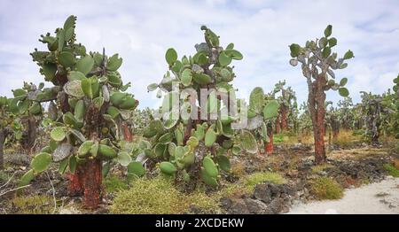 Urzeitliche Landschaft mit Riesenopuntien auf Santa Cruz Island, Galapagos National Park, Ecuador. Stockfoto