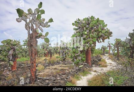 Urzeitliche Landschaft mit Riesenopuntien auf Santa Cruz Island, Galapagos National Park, Ecuador. Stockfoto