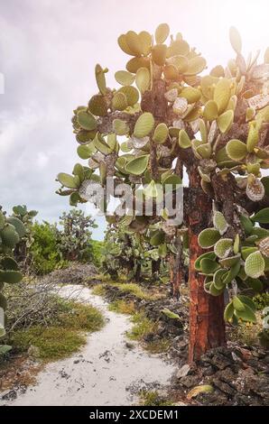 Urzeitliche Landschaft mit Riesenopuntien auf Santa Cruz Island, Galapagos National Park, Ecuador. Stockfoto