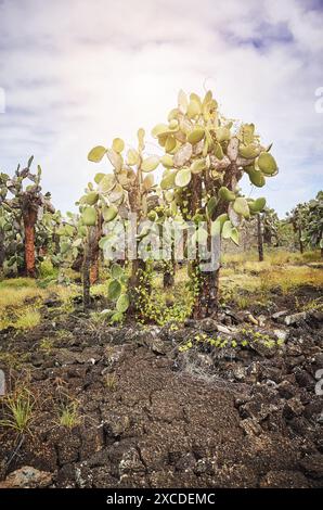 Urzeitliche Landschaft mit Riesenopuntien auf Santa Cruz Island, Galapagos National Park, Ecuador. Stockfoto