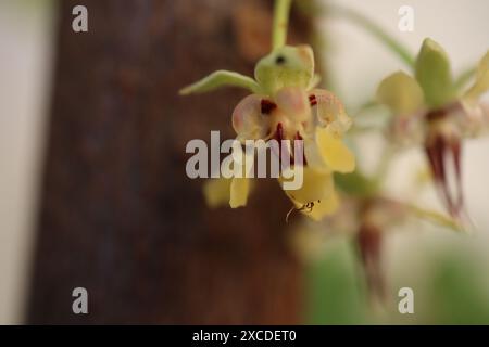 Kakaoblüten, Theobroma cacao, auf wachsendem Baumstamm Stockfoto