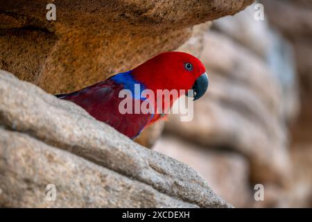 Eclectus Papagei - Eclectus roratus, schöner bunter Papagei aus indonesischen Wäldern und Wäldern, Neuguinea, Papua-Neuguinea. Stockfoto