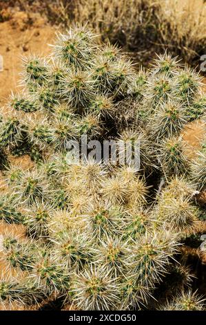 Nahaufnahme von Cholla Cactus; Joshua Tree National Park; Südkalifornien; USA Stockfoto