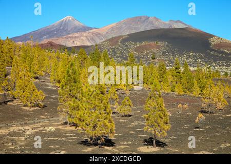 Pinus Canariensis, Pino Canario, Pico del Teide, der Nationalpark El Teide, Teneriffa, Kanarische Inseln, Spanien Stockfoto