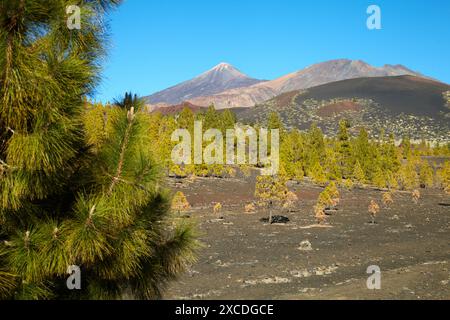 Pinus Canariensis, Pino Canario, Pico del Teide, der Nationalpark El Teide, Teneriffa, Kanarische Inseln, Spanien Stockfoto