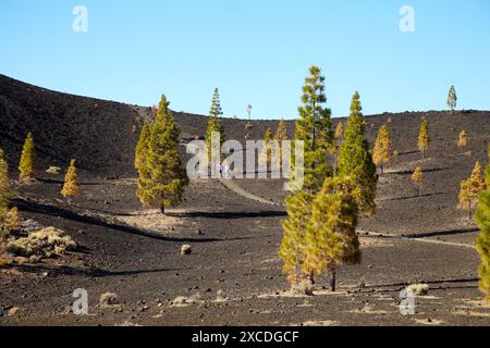 Samara-Vulkan, Pinus Canariensis, Pino Canario, Pico del Teide, der Nationalpark El Teide, Teneriffa, Kanarische Inseln, Spanien Stockfoto