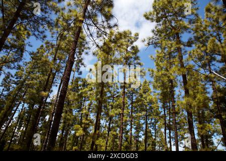 Pino Canario, La Orotava-Tal, Teneriffa, Kanarische Inseln, Spanien. Stockfoto