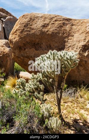 Cholla Cactus; Joshua Tree National Park; Südkalifornien; USA Stockfoto