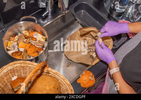 Nahaufnahme von Frauenhänden in Gummihandschuhen, die frisch gepflückte Wildpilze mit einem Messer in der Küchenspüle reinigen. Stockfoto