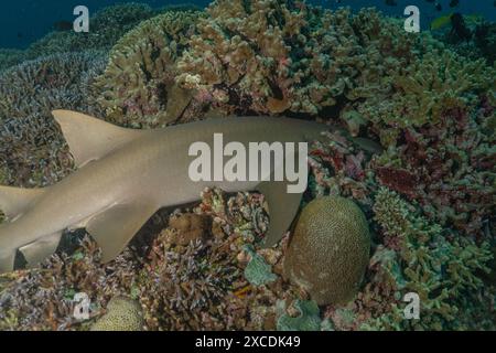 Dreschhai schwimmen an den Tubbataha Riffs auf den Philippinen Stockfoto