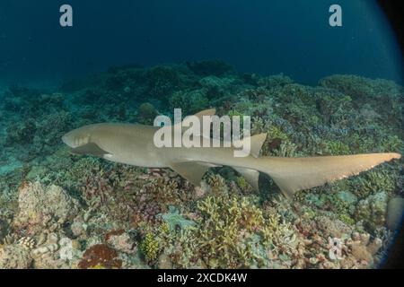 Dreschhai schwimmen an den Tubbataha Riffs auf den Philippinen Stockfoto