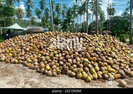 Ein Haufen frischer Kokosnüsse, Früchte der Kokospalme (Cocos nucifera), für die Kopra-Produktion, Koh Samui, Thailand Stockfoto