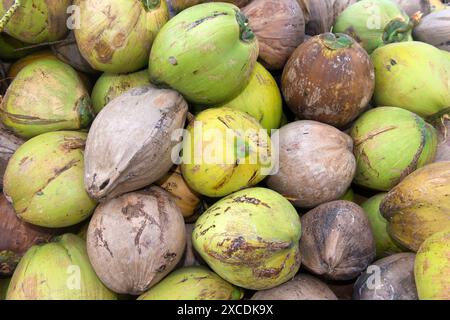 Ein Haufen frischer Kokosnüsse, Früchte der Kokospalme (Cocos nucifera), für die Kopra-Produktion, Koh Samui, Thailand Stockfoto