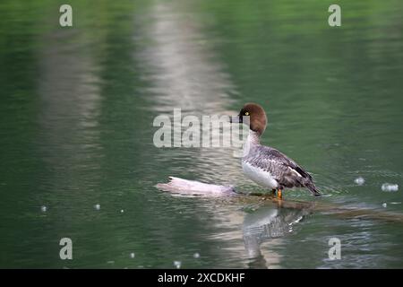 Weibliches gewöhnliches Glodeneye auf einem Baumstamm - Bucephala clangula Stockfoto