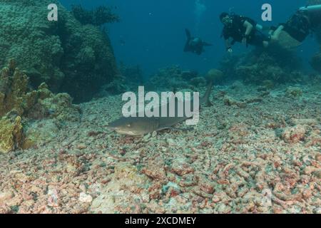 Dreschhai schwimmen an den Tubbataha Riffs auf den Philippinen Stockfoto