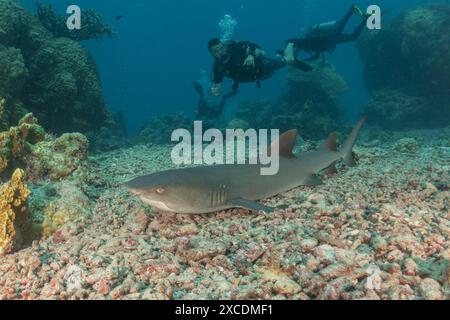 Dreschhai schwimmen an den Tubbataha Riffs auf den Philippinen Stockfoto