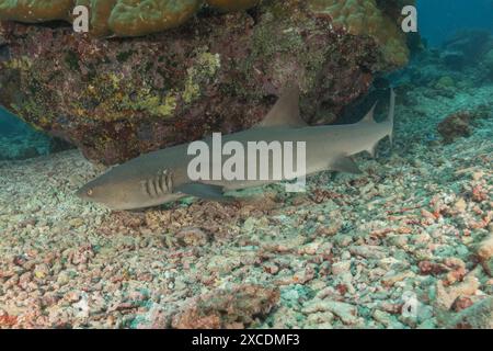 Dreschhai schwimmen an den Tubbataha Riffs auf den Philippinen Stockfoto