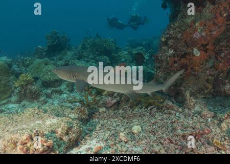 Dreschhai schwimmen an den Tubbataha Riffs auf den Philippinen Stockfoto