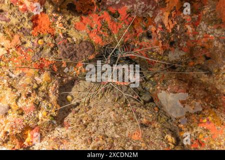 Gemalter Hummer (Panulirus versicolor) im Tubbataha Reef National Park Philippinen Stockfoto