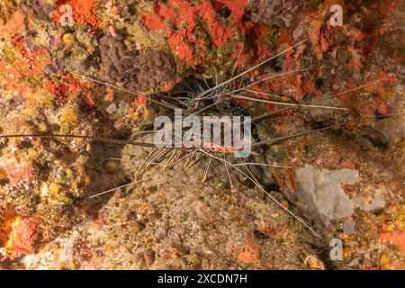 Gemalter Hummer (Panulirus versicolor) im Tubbataha Reef National Park Philippinen Stockfoto