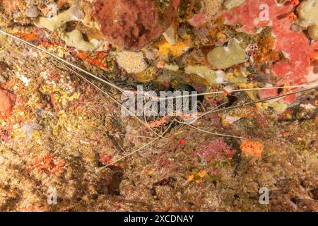 Gemalter Hummer (Panulirus versicolor) im Tubbataha Reef National Park Philippinen Stockfoto