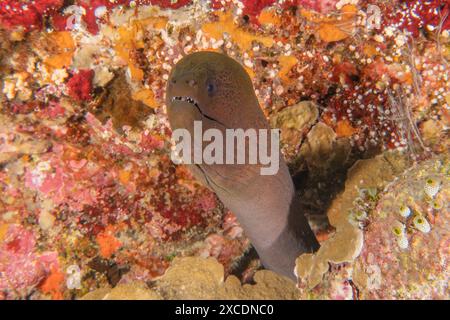 Moray Ael Mooray lycodontis undulatus am Tubbataha Riff Philippinen Stockfoto