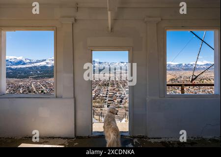 Der platinfarbene Golden Retriever-Hund blickt vom S Mountain über den Tenderfoot Mountain bis zur Stadt Salida, Colorado, USA Stockfoto