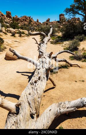 Alter gefallener Baumstamm; Hidden Valley; Joshua Tree National Park; Südkalifornien; USA Stockfoto