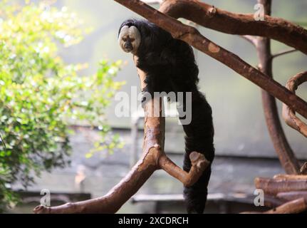 Weißer Affe, der auf einem Baum ruht, mit verschwommenem Hintergrund Stockfoto