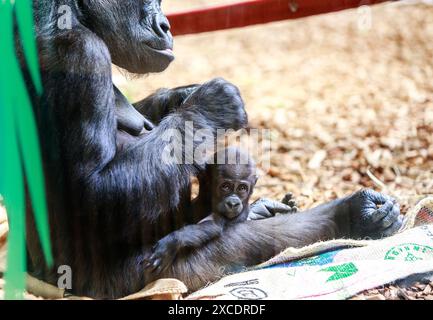 Entzückender Baby-Gorilla, der auf dem Schoß der Mutter sitzt und in die Kamera blickt Stockfoto