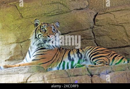 Der besuchte Sumatra-Tiger sieht wachsam aus und rastet auf einer Steinmauer, blickt direkt nach vorne Stockfoto