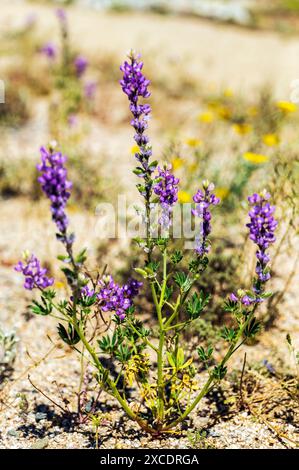 Blühende violette Arizona Lupine; Lupinus arizonicus; Joshua Tree National Park; Kalifornien; USA Stockfoto