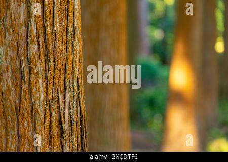 Wunderschönes Detail des warmen Lichts am späten Nachmittag, das auf einen Baumstamm fällt. Stockfoto