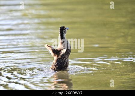 Juvenile Ente Flattert Tiny Wings Stockfoto