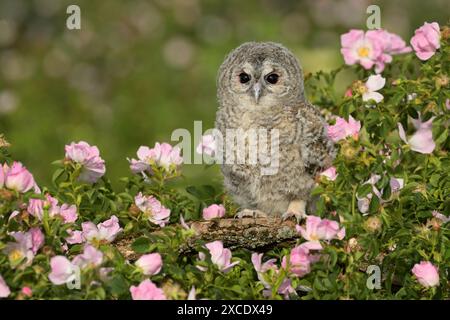 Tawny Eule Strix Aluco Vogel junge nördliche Langohrige Eulenfeder staubige Flusen wilde Natur, schönes Tier, schönes Tier, Vogelbeobachtung Ornithologie Stockfoto