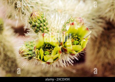 Nahaufnahme der Cholla Cactus Blossom; Cholla Cactus Garden; Joshua Tree National Park; Südkalifornien; USA Stockfoto