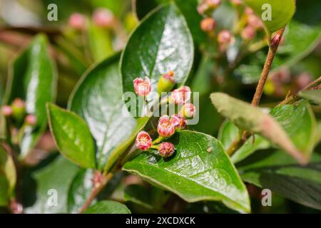 Äste, Blätter, offene Blüten, Antheren auf der oberen Seite des Cotoneaster lucidus. Endemisch im Baikalsee in der Kultur. Ein gemeinsamer Garten-shr Stockfoto