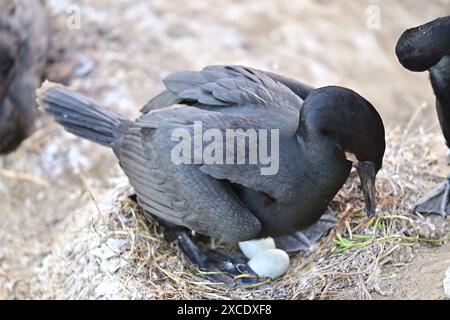 Brandts Kormoran alias Phalacrocorax penicillatus in ihrem Nest auf der Klippe Stockfoto