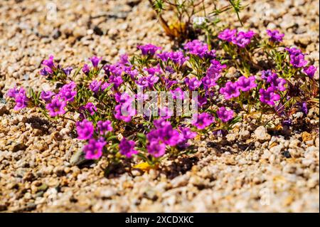 Purplemat; Nama demissum; in voller Blüte; Joshua Tree National Park; Kalifornien; USA Stockfoto