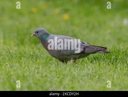 Eine farbenfrohe Stocktaube (Columba oenas), die das schillernde grüne Halsband zeigt, während sie auf einer Farm in Essex füttert. VEREINIGTES KÖNIGREICH Stockfoto