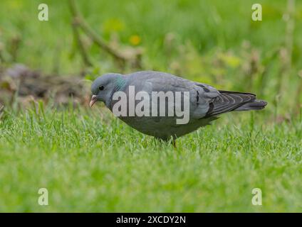 Eine farbenfrohe Stocktaube (Columba oenas), die das schillernde grüne Halsband zeigt, während sie auf einer Farm in Essex füttert. VEREINIGTES KÖNIGREICH Stockfoto