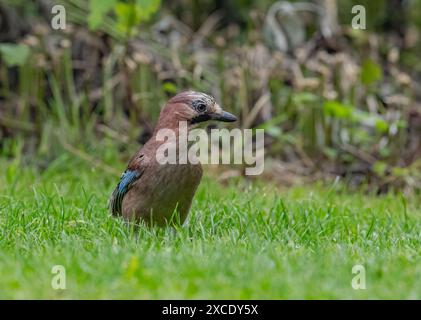 Ein frecher Jay (Garrulus glandarius) mit bunten Federn auf der Suche nach Essen in einer ländlichen Umgebung. Suffolk, Großbritannien Stockfoto