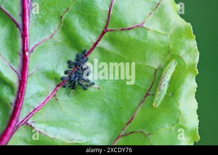 Winzige Parasitoide Wespe, die Blattläuse als Wirte verwenden Aphidiidae, Aphidiinae. Ein Weibchen, das Eier auf Blattlaus der schwarzen Bohnen legt, Aphis fabae. Stockfoto