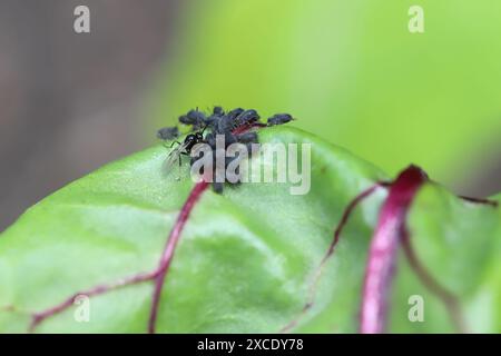 Winzige Parasitoide Wespe, die Blattläuse als Wirte verwenden Aphidiidae, Aphidiinae. Ein Weibchen, das Eier auf Blattlaus der schwarzen Bohnen legt, Aphis fabae. Stockfoto