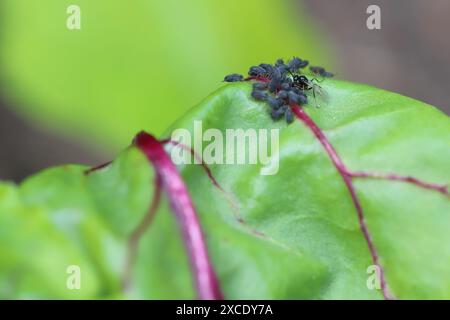 Winzige Parasitoide Wespe, die Blattläuse als Wirte verwenden Aphidiidae, Aphidiinae. Ein Weibchen, das Eier auf Blattlaus der schwarzen Bohnen legt, Aphis fabae. Stockfoto