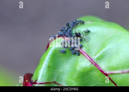 Winzige Parasitoide Wespe, die Blattläuse als Wirte verwenden Aphidiidae, Aphidiinae. Ein Weibchen, das Eier auf Blattlaus der schwarzen Bohnen legt, Aphis fabae. Stockfoto