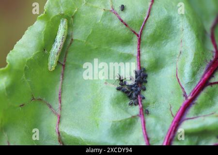 Winzige Parasitoide Wespe, die Blattläuse als Wirte verwenden Aphidiidae, Aphidiinae. Ein Weibchen, das Eier auf Blattlaus der schwarzen Bohnen legt, Aphis fabae. Stockfoto