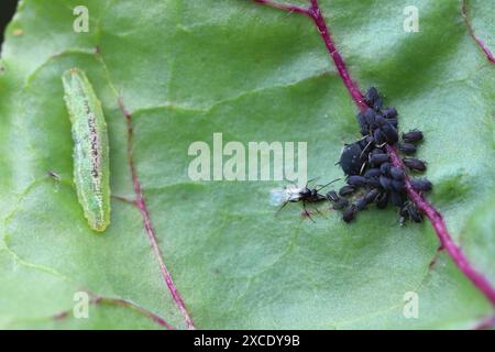 Winzige Parasitoide Wespe, die Blattläuse als Wirte verwenden Aphidiidae, Aphidiinae. Ein Weibchen, das Eier auf Blattlaus der schwarzen Bohnen legt, Aphis fabae. Stockfoto