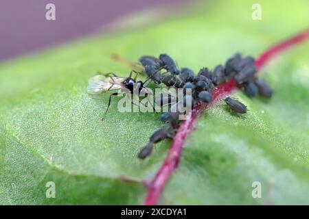 Winzige Parasitoide Wespe, die Blattläuse als Wirte verwenden Aphidiidae, Aphidiinae. Ein Weibchen, das Eier auf Blattlaus der schwarzen Bohnen legt, Aphis fabae. Stockfoto